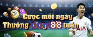 dom88